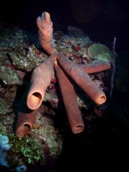 Diving off the wall at Mary's Place in the Bay Islands.Th... by Steven Anderson 